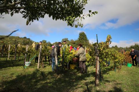 La vigne sous son plus bel aspect... La vigne sous son plus bel aspect...