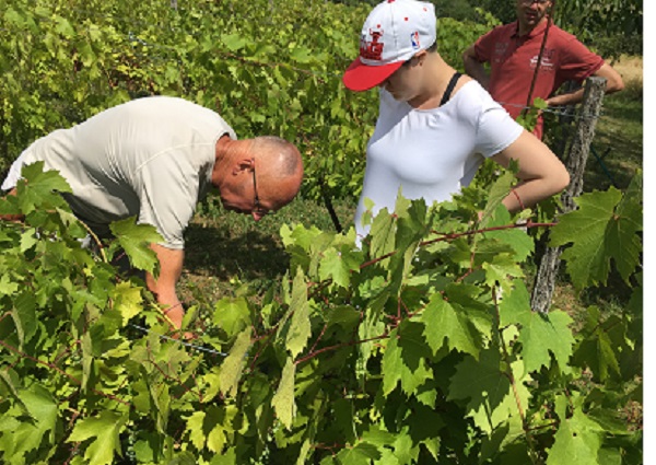 Sous le regard de Laura, le vigneron Denis penché sur sa belle vigne. Sous le regard de Laura, le vigneron Denis penché sur sa belle vigne.
