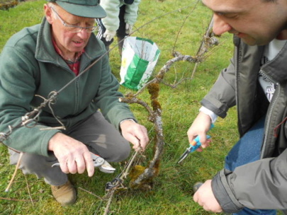 La vigne en 2013