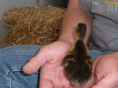 Naissances à la petite ferme