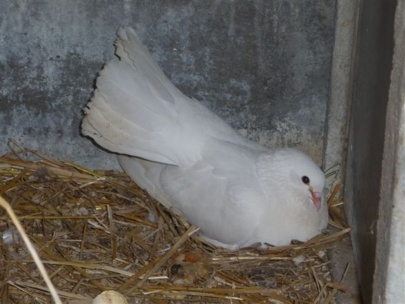 la pigeonne a couvé et deux pigeonneaux ont vu le jour