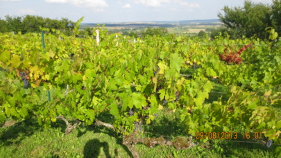 Visite à la vigne du Prémont Visite à la vigne du Prémont