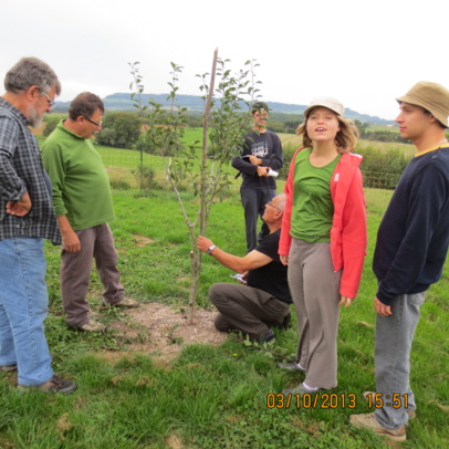 La taille des jeunes arbres fruitiers