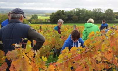 Les Vendanges 2013 sous le soleil !