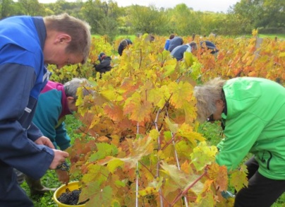 Les Vendanges 2013 sous le soleil !