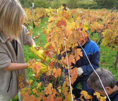 Les Vendanges 2013 sous le soleil !