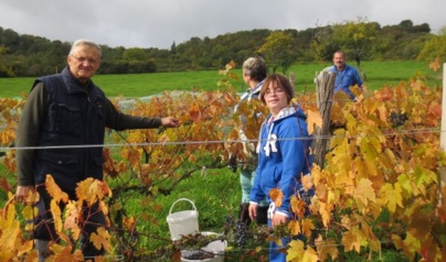 Les Vendanges 2013 sous le soleil !