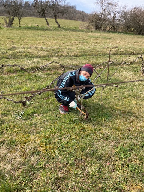Cyril qui aime délacer les chaussures de ses amis s'est penché sur les pieds de la vigne. Cyril qui aime délacer les chaussures de ses amis s'est penché sur les pieds de la vigne.