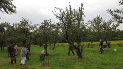 Aux mirabelles sur la colline