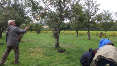 Aux mirabelles sur la colline