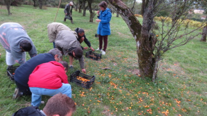 Aux mirabelles sur la colline