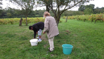 Aux mirabelles sur la colline