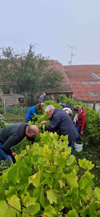 Vendanges 2025