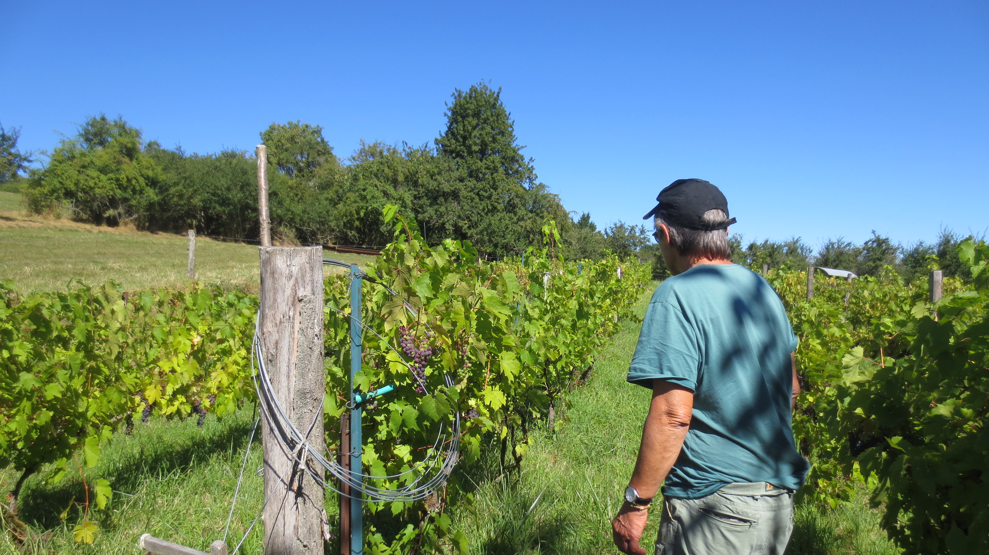 En attendant les vendanges