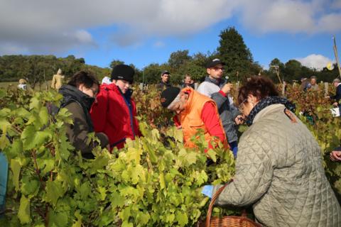 Tous ensemble pour récolter le raisin. Tous ensemble pour récolter le raisin.