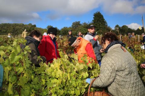 Tous ensemble pour récolter le raisin.