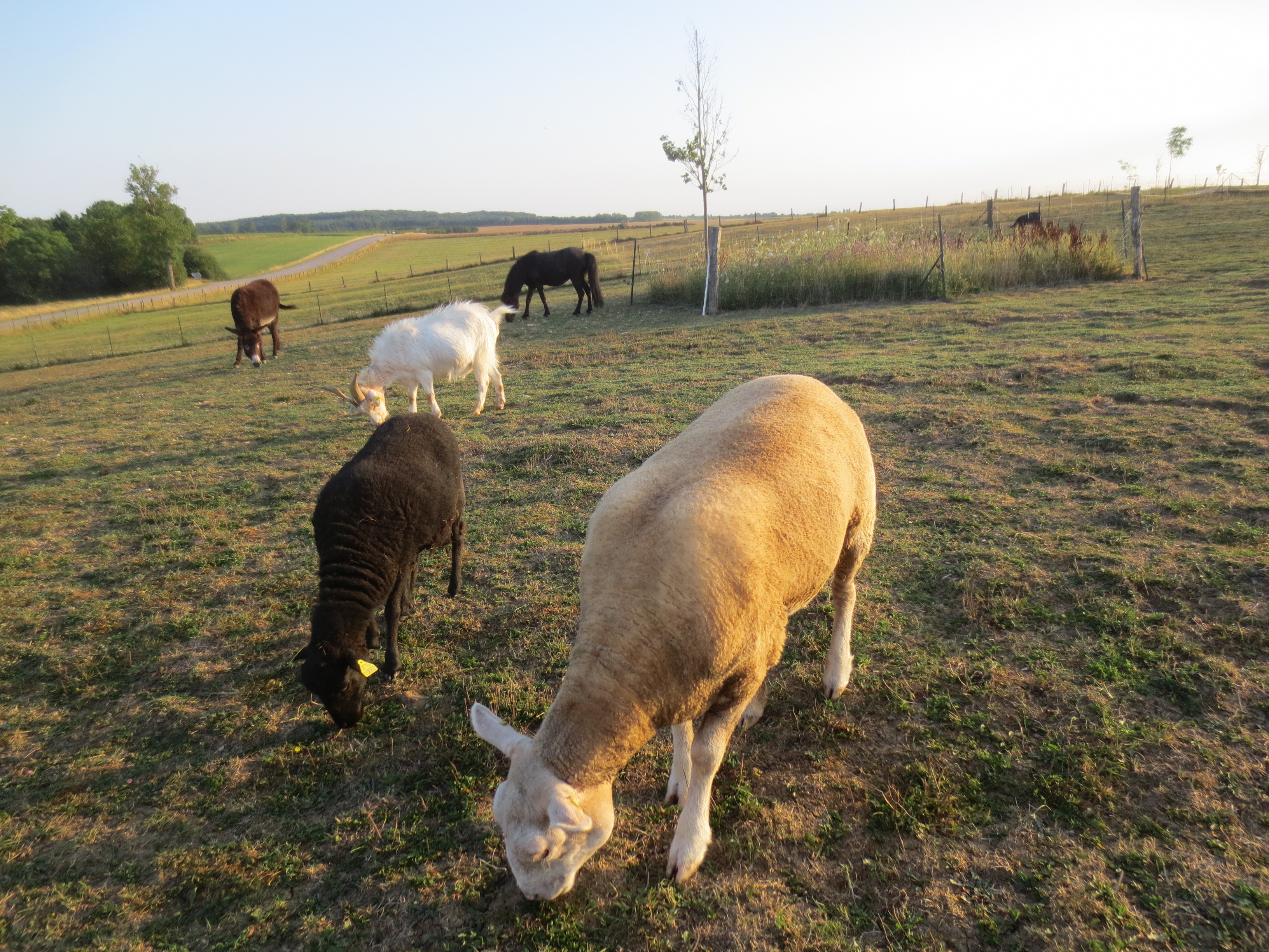 Les animaux de la ferme étaient aussi de la fête, en voisins.