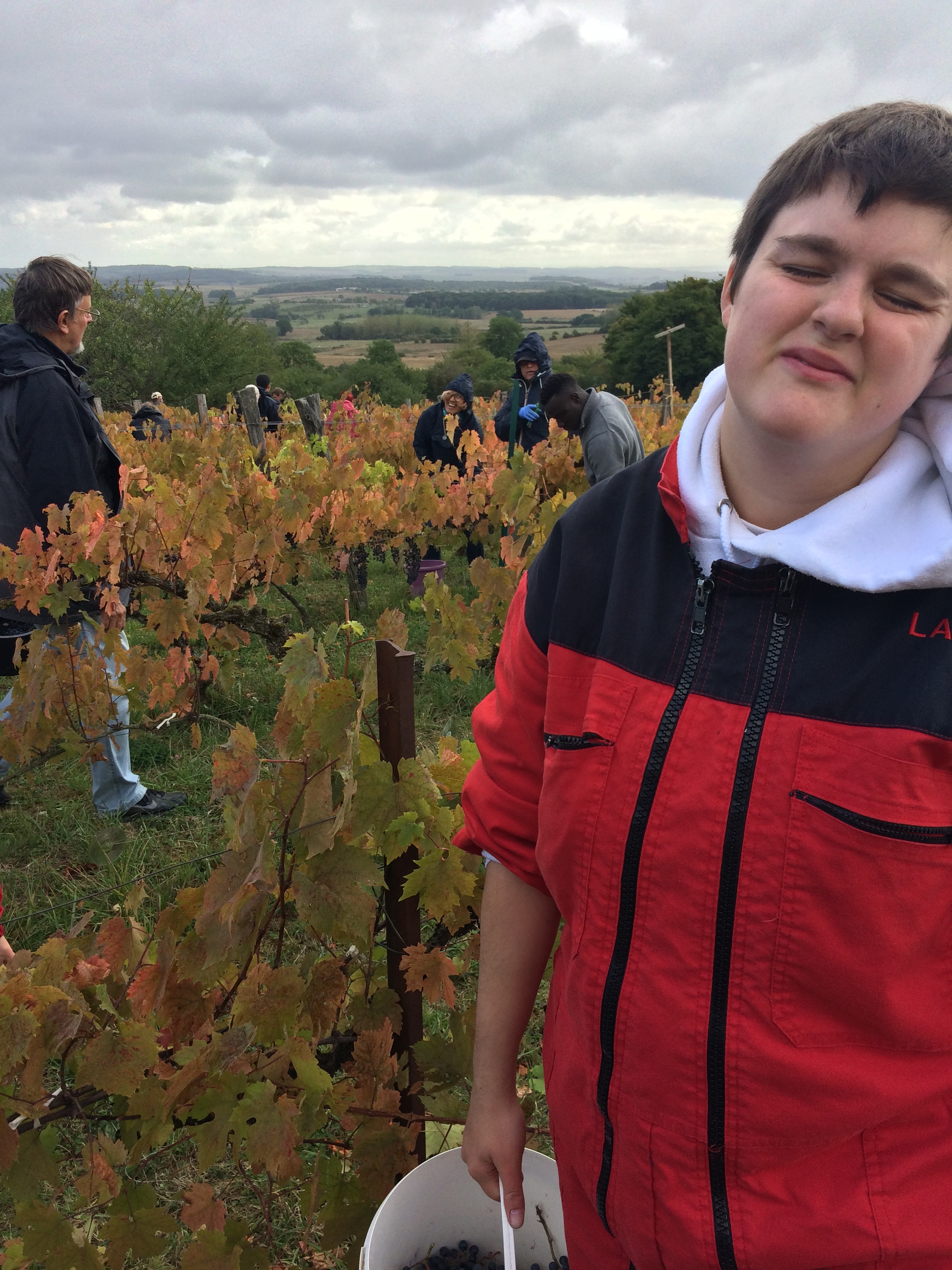 Les vendangeurs au travail Les vendangeurs au travail