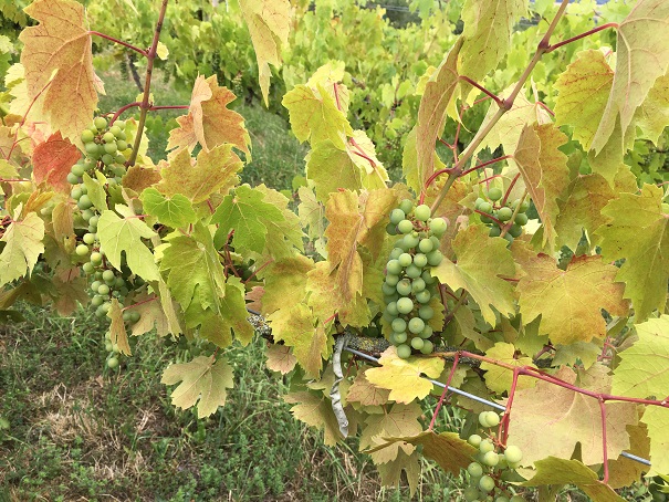 Des raisins magnifiques et un temps idéal