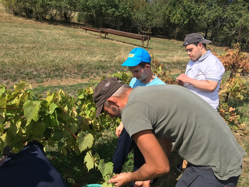 Une vigne avec de beaux raisins