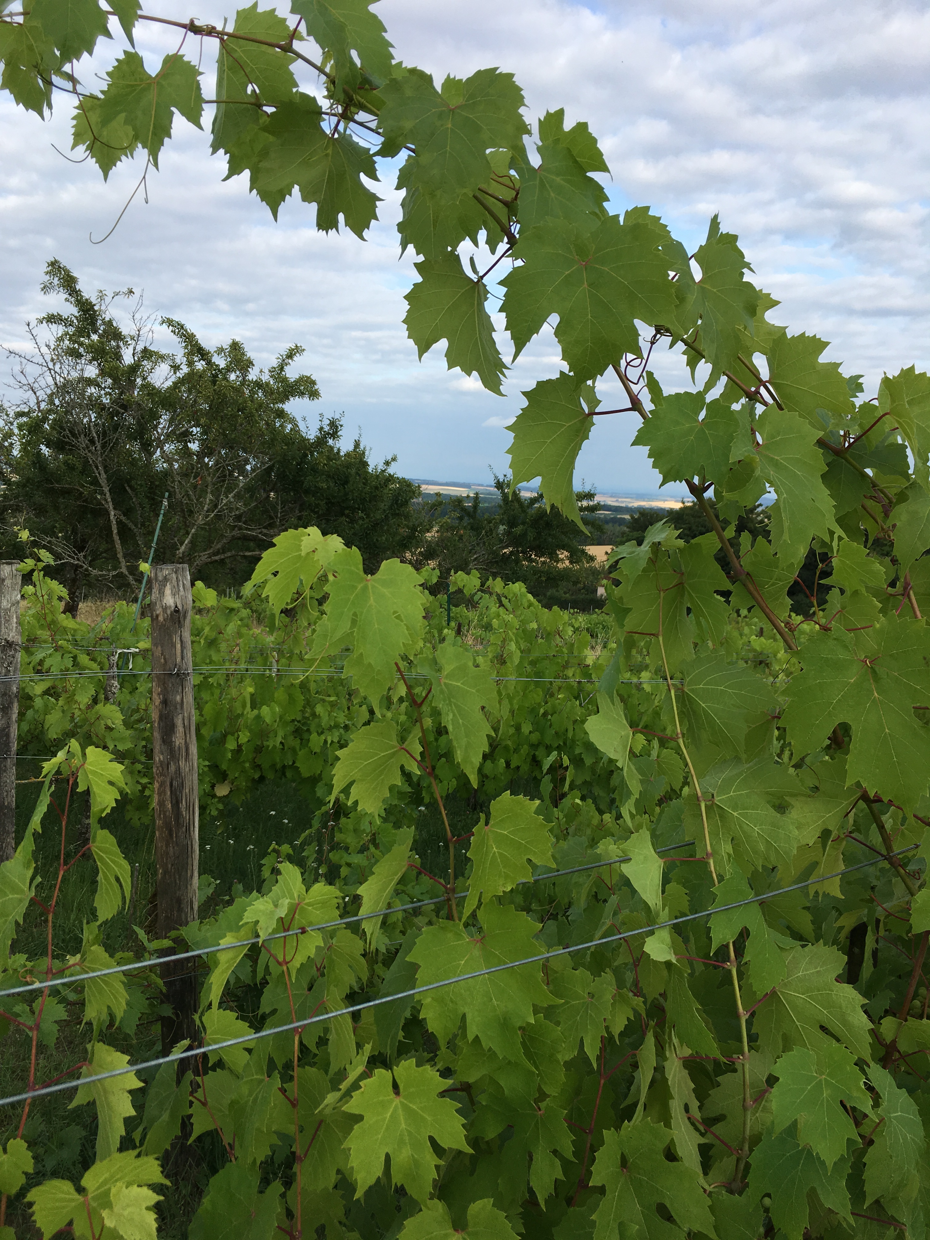 Glisser les branches entre les fils ! Glisser les branches entre les fils !