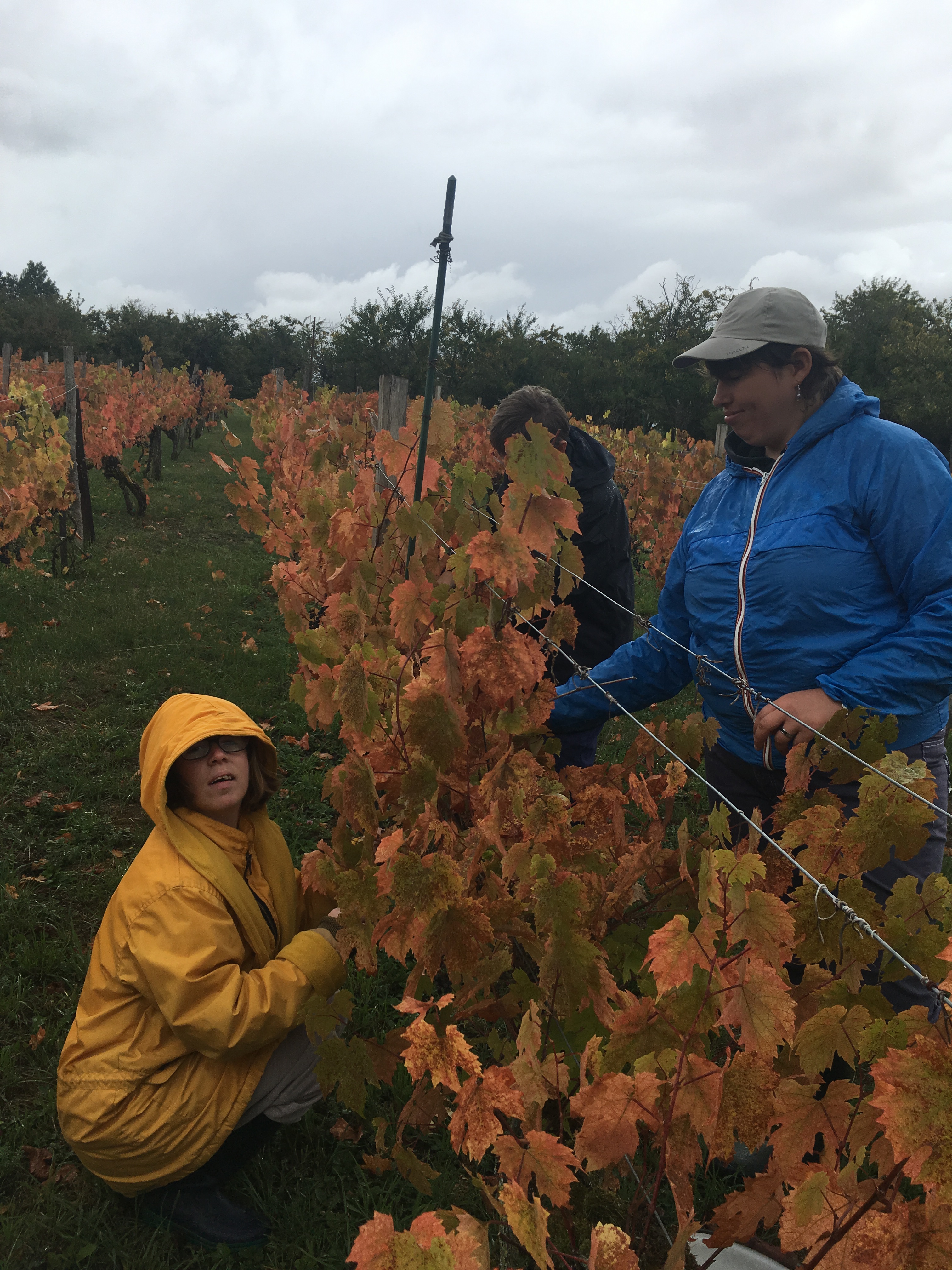 Vendanges sous la pluie , on en rit ! 