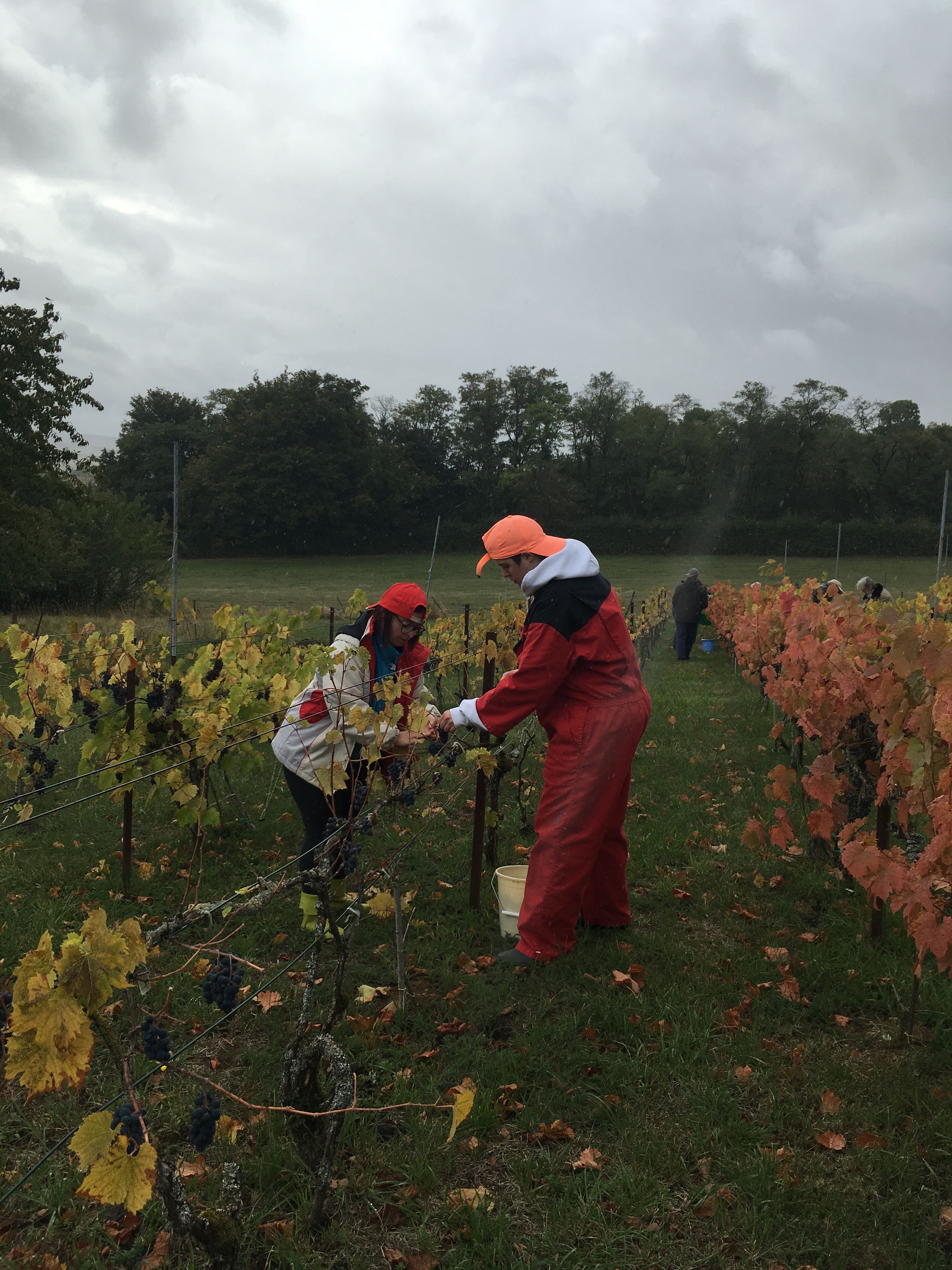 Vendanges sous la pluie , on en rit ! 