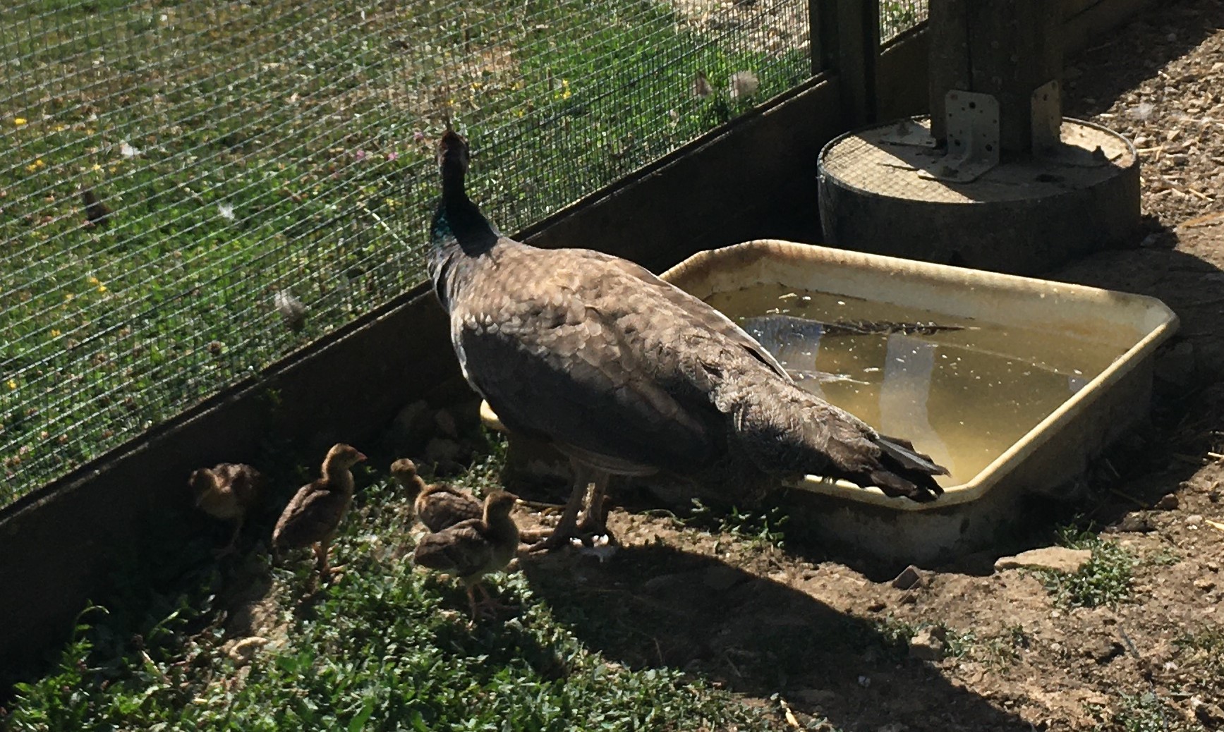 Madame Paon et ses quatre petits ont été déplacés pendant l'opération. Madame Paon et ses quatre petits ont été déplacés pendant l'opération.
