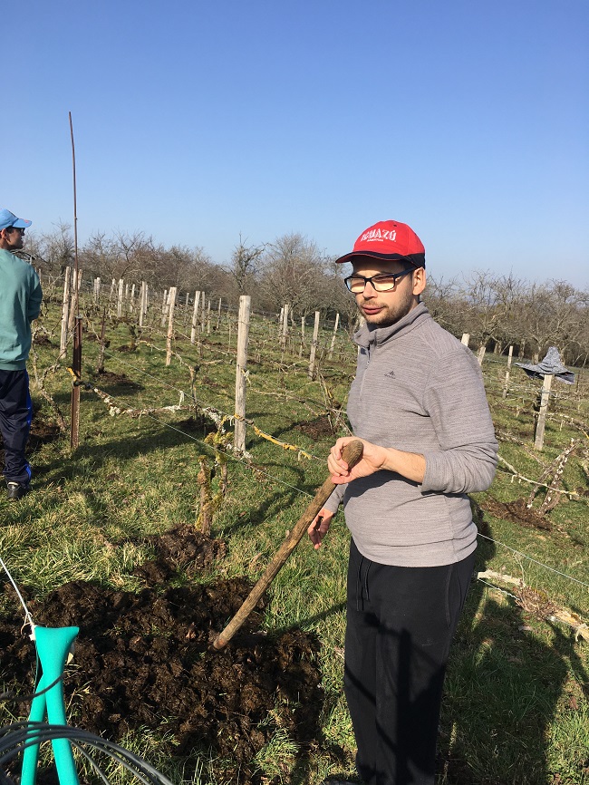 Dés son arrivée, Pierre heureux de retrouver  la vigne, s'est mis au travail...