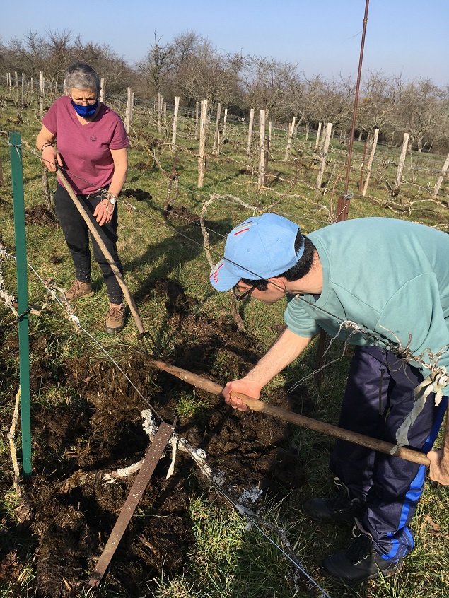 La vigne a été minutieusement nourrie de précieux engrais naturel.