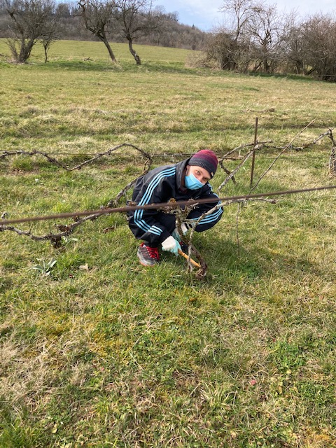 Cyril qui aime délacer les chaussures de ses amis s'est penché sur les pieds de la vigne.