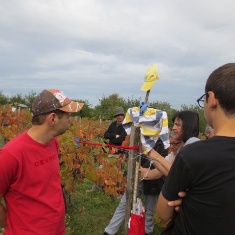 Epouvantails avant les vendanges