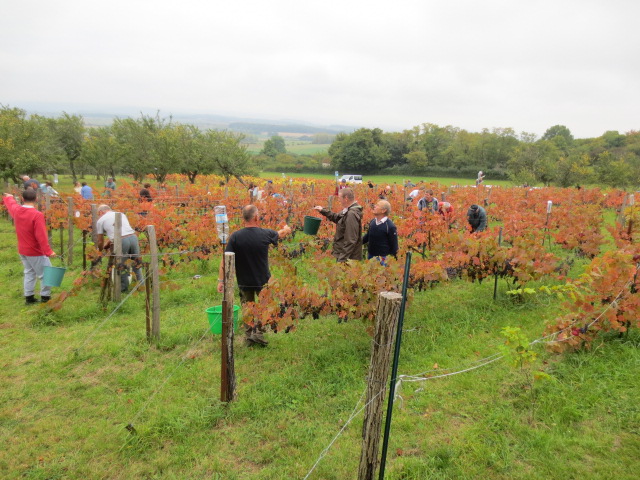 ambiance colorée dans les vignes