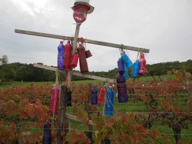 Nestor a veillé sur la vigne