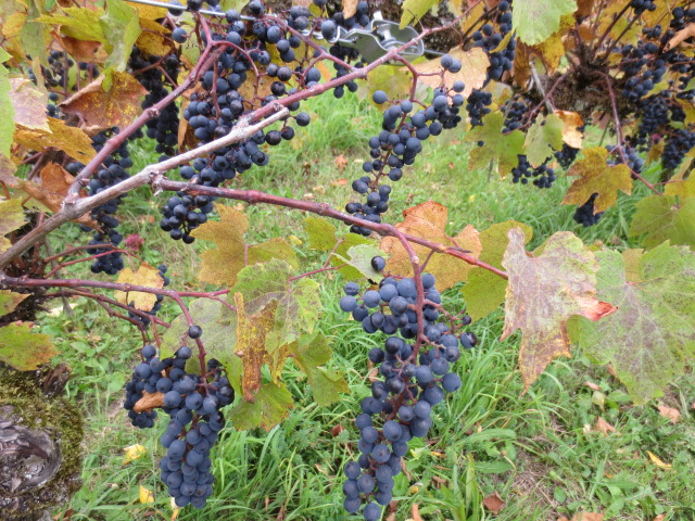 de beaux raisins de cépages locaux