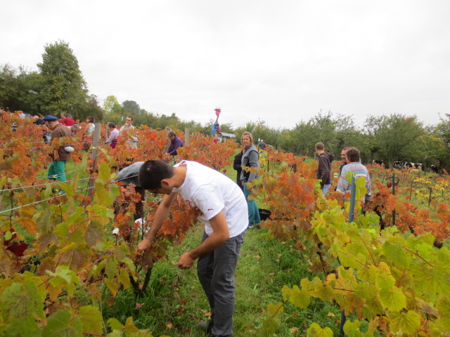 Vendanges 2014 , belles rencontres!