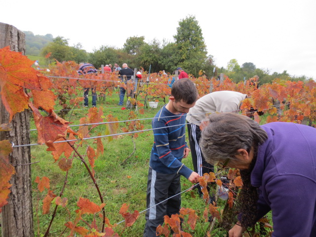 Vendanges 2014 , belles rencontres!