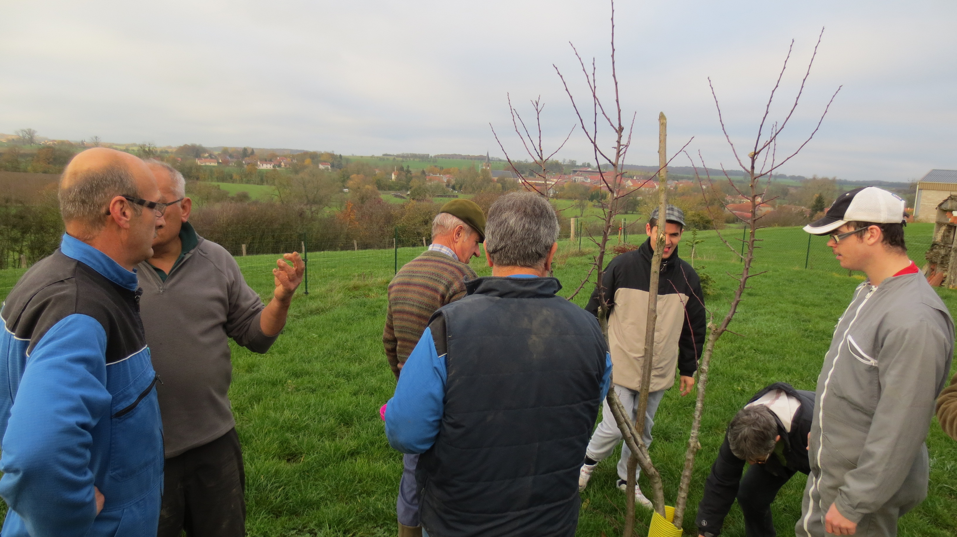 Les fruitiers plantés il y a deux ans ont été taillés Les fruitiers plantés il y a deux ans ont été taillés