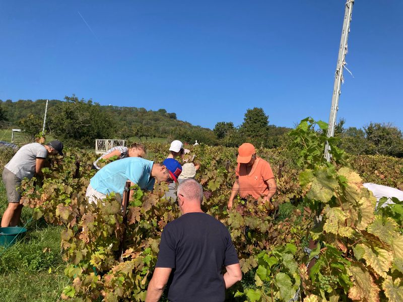 Des vendanges sous un ciel clément Des vendanges sous un ciel clément