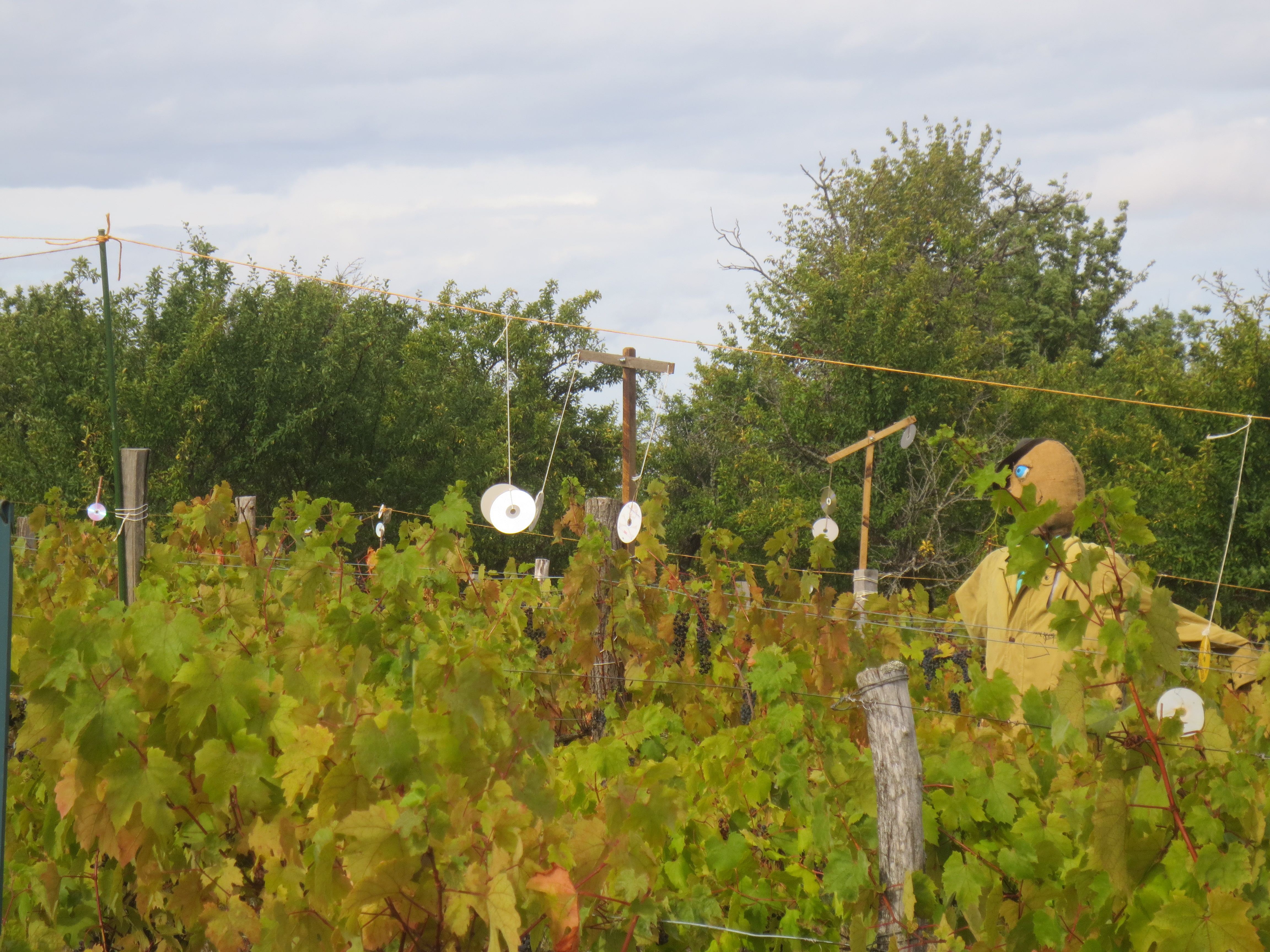 Vigne équipée et gardée