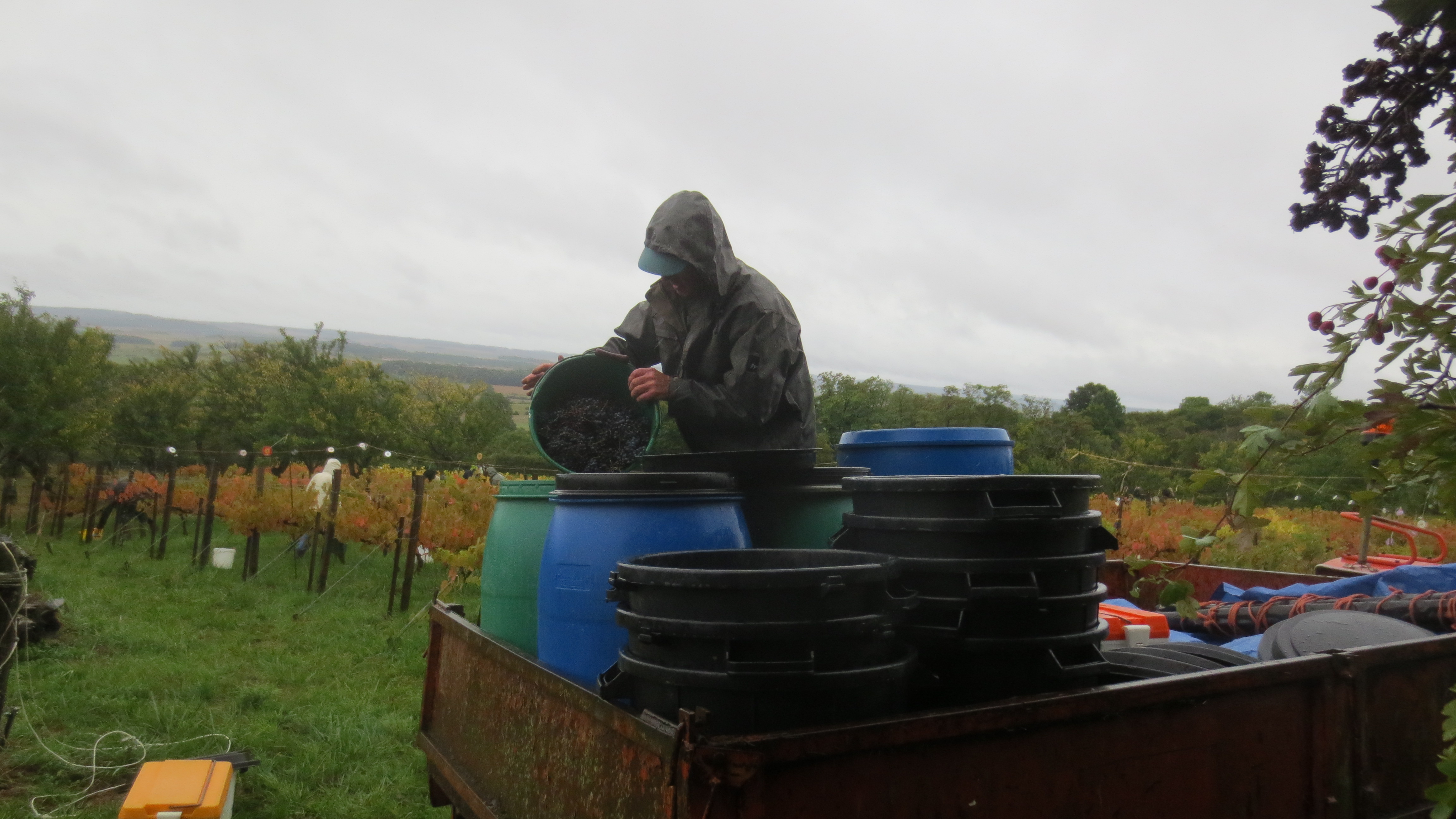 Raisins sauvés des eaux... Raisins sauvés des eaux...