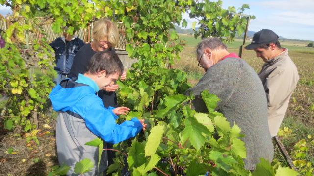 Avec Jean-Paul et Claudine la cueillette des raisins