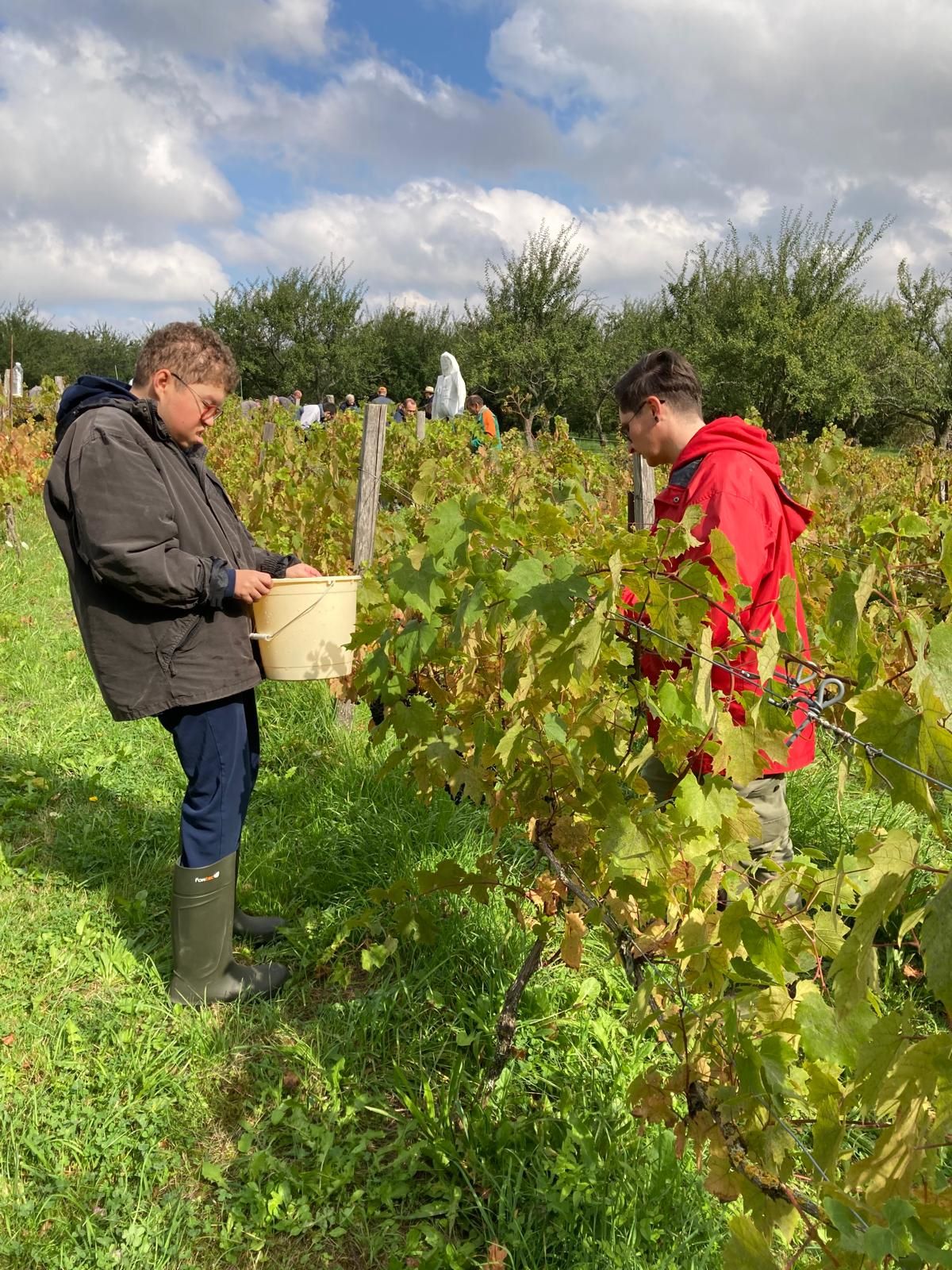 Vendanges : vignerons et vendangeurs en fête Vendanges : vignerons et vendangeurs en fête