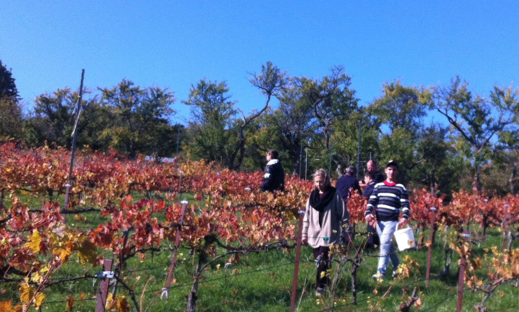 Plus de raisins, plus de cd, mais un dernier rayon de soleil. Plus de raisins, plus de cd, mais un dernier rayon de soleil.