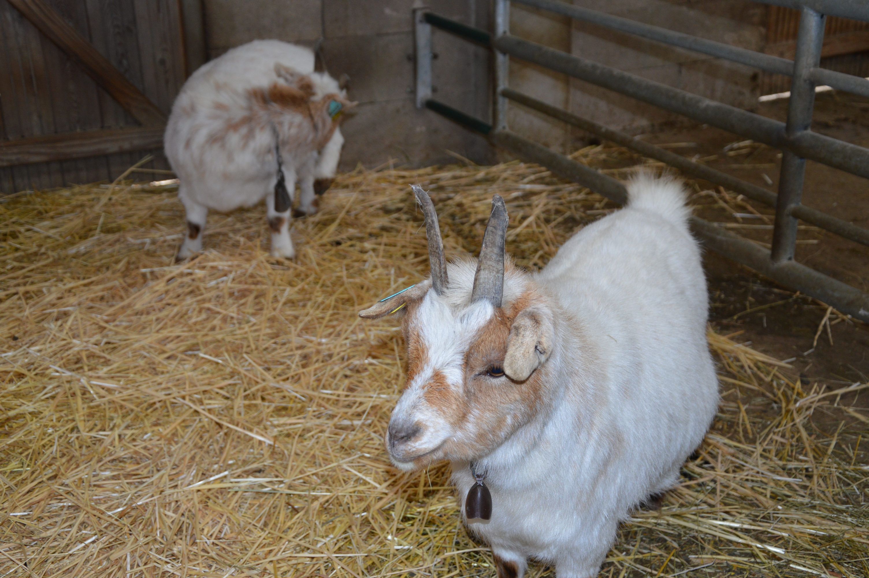 Les animaux de la ferme