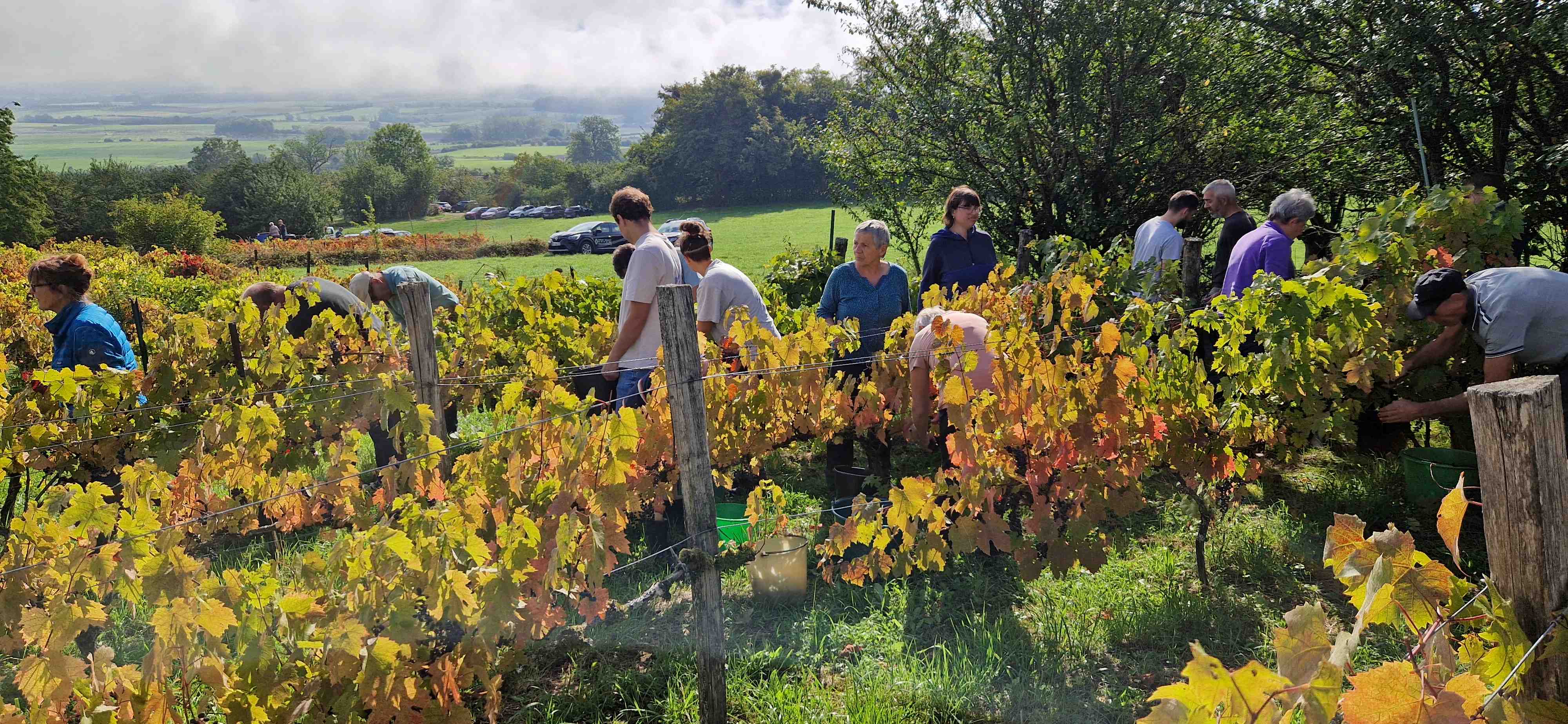 Vendanges 2025