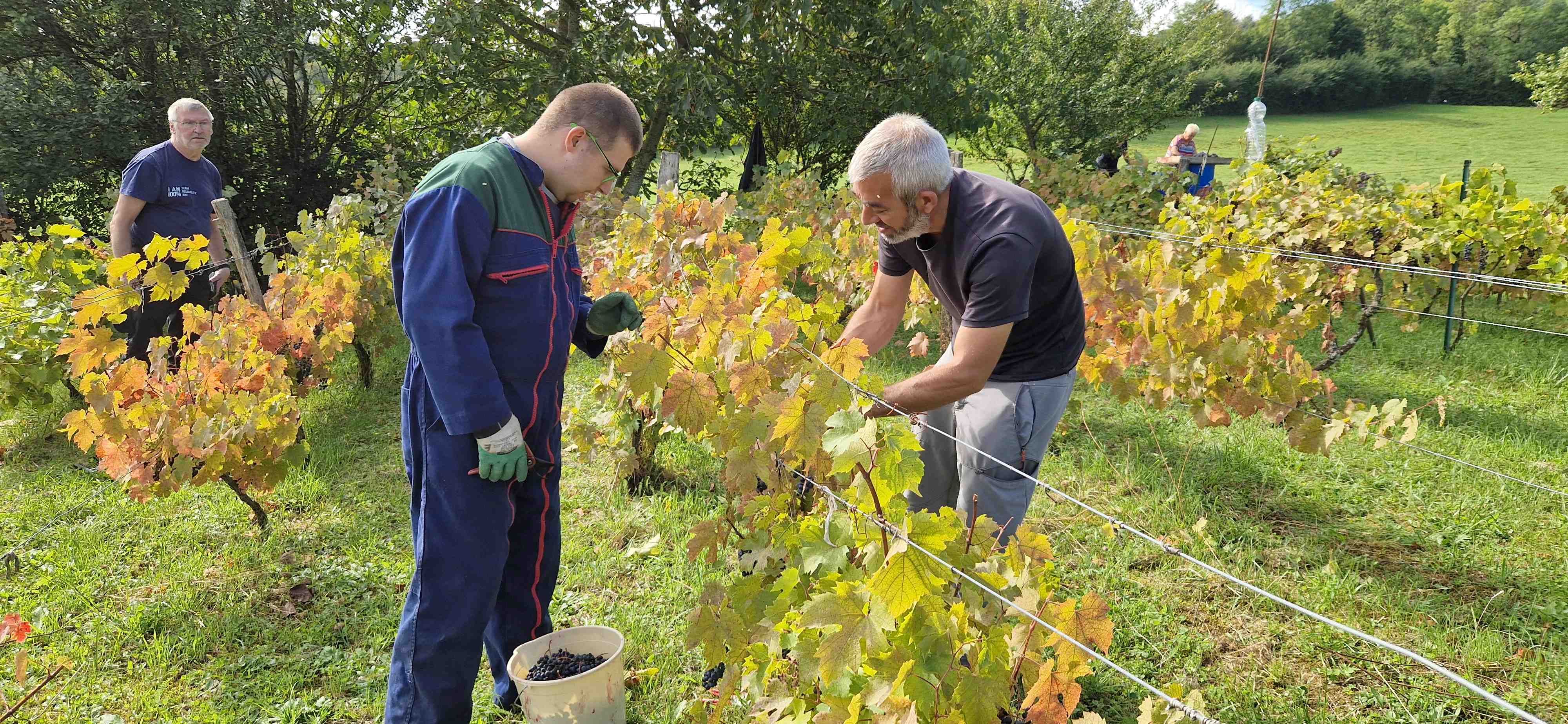Vendanges 2025