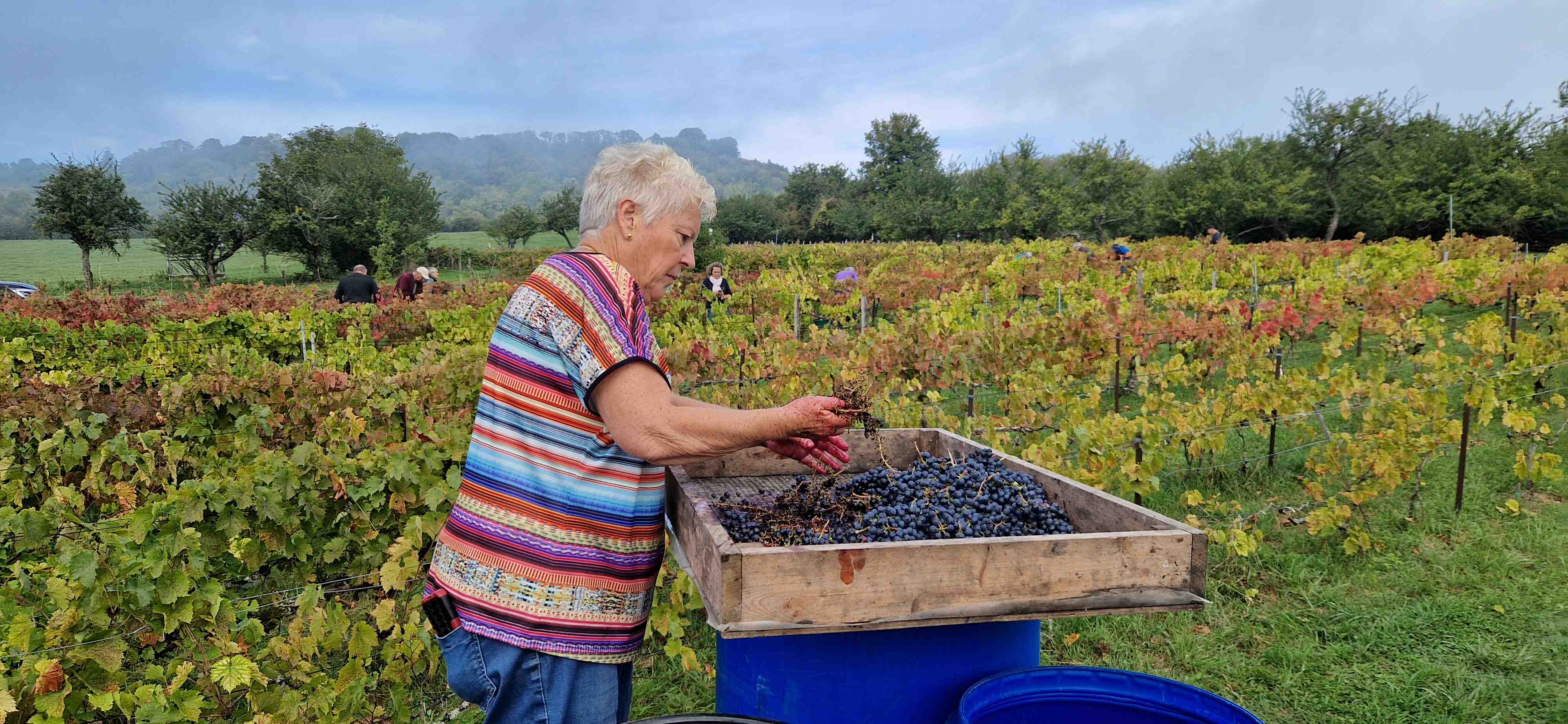 Vendanges 2025