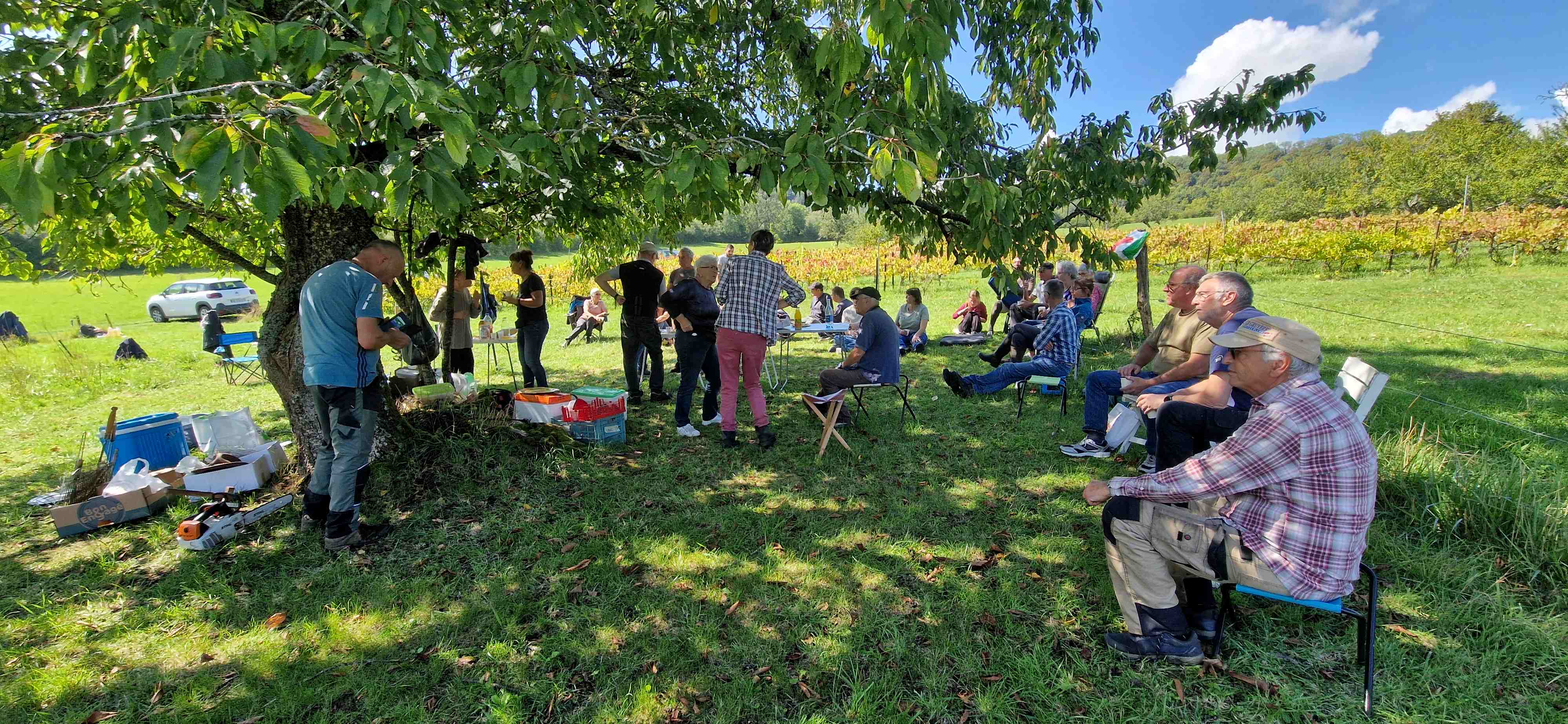 Vendanges 2025